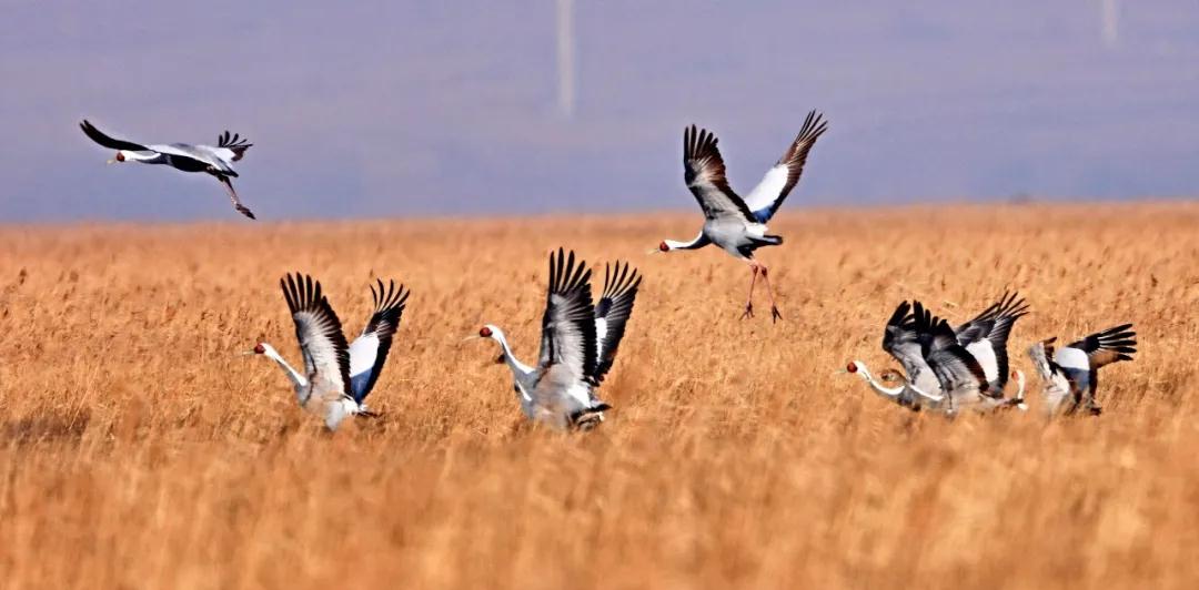 林业生态旅游科普,林草科普