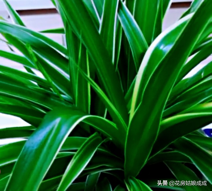 绿萝叶尖干是怎么回事,绿萝吊兰叶子发黄怎么办