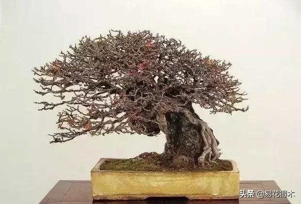 日本长寿梅欣赏,日本长寿梅盆景枝条养护