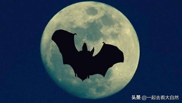 深圳新型冠状病毒源头,台湾追溯新型冠状病毒源头