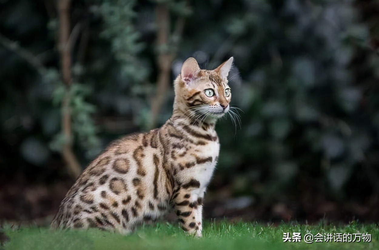 广西发现豹猫野生动物,宁夏野生豹猫