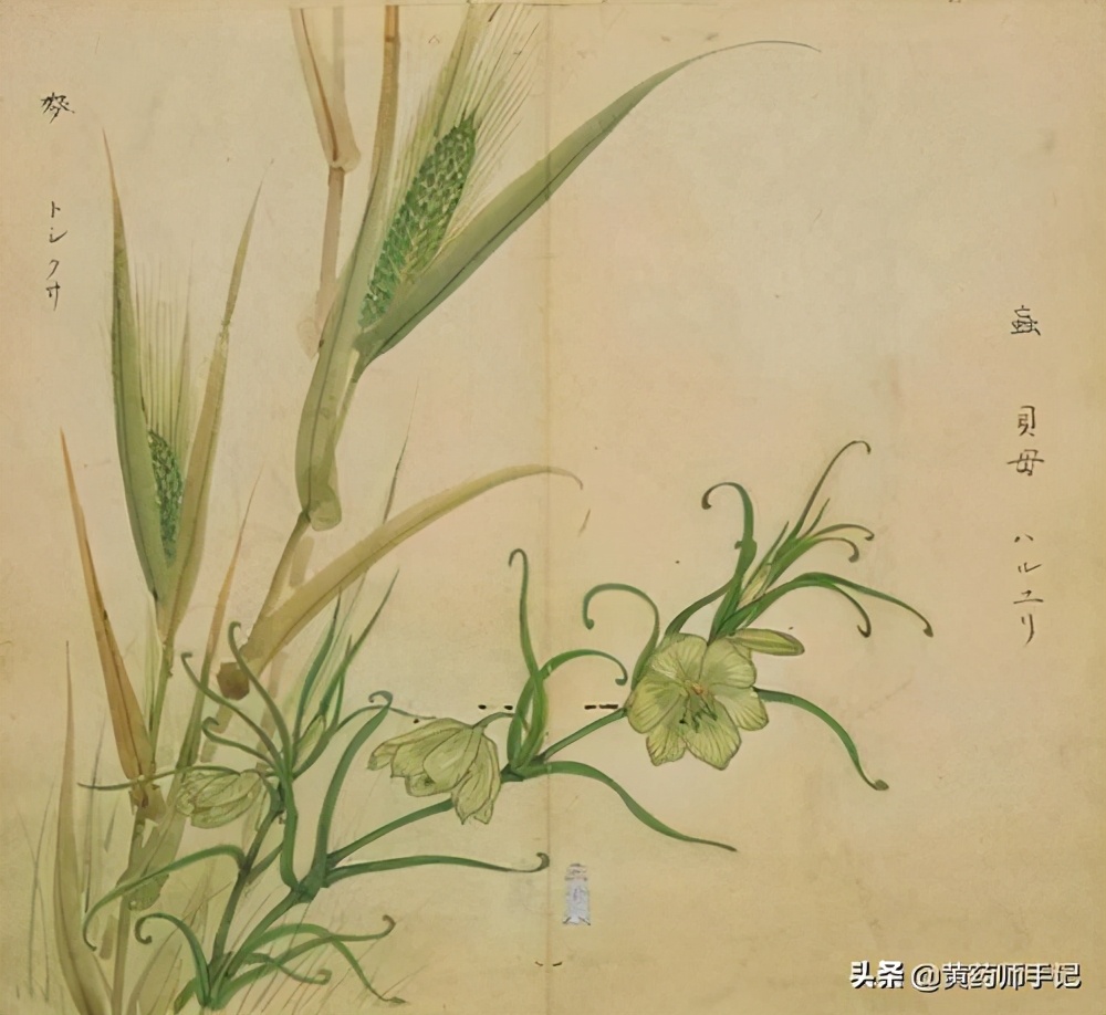 燥痰用川贝,热痰用浙贝,浙贝还用于肿块郁结、乳腺增生、胃溃疡