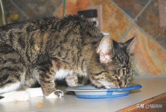 猫咪常见疾病用药用量,猫咪各种慢性病