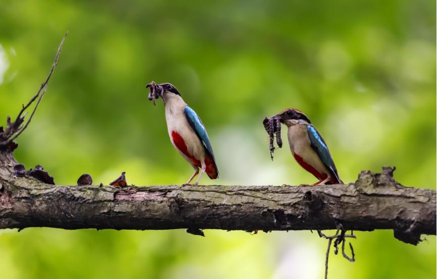 佳能拍鸟最佳镜头,佳能r5有鸟眼跟踪对焦吗
