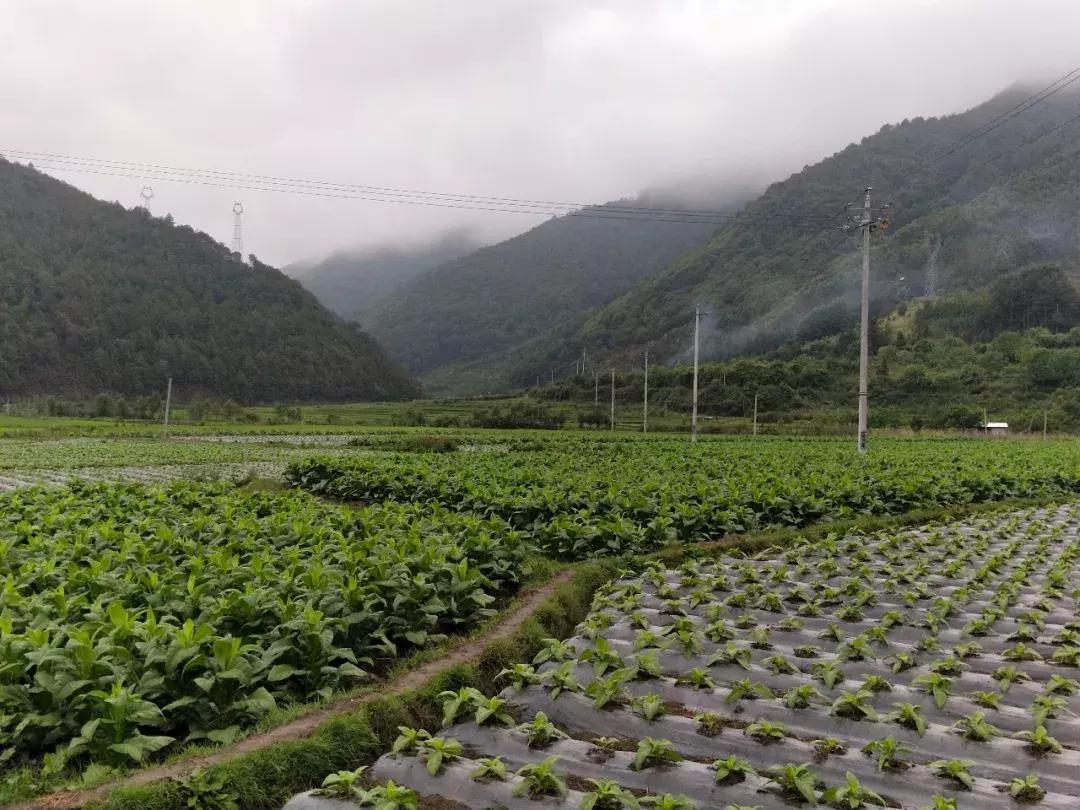 腾冲可以玩可以吃环境好的农家乐,腾冲花海美食