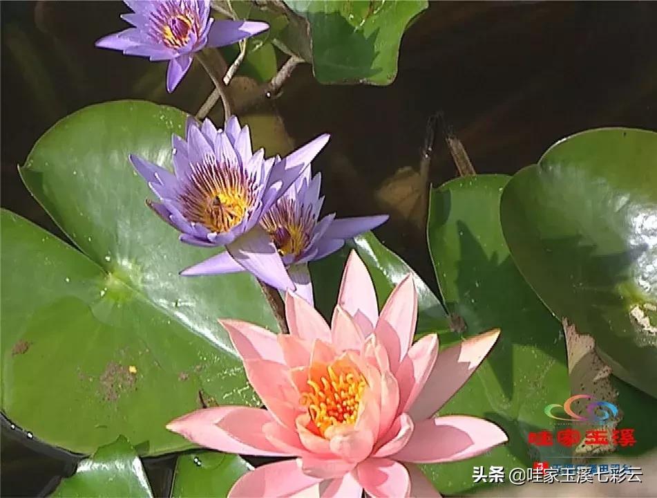 迷人!这里的“花中睡美人”盛开了
