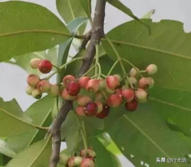 有趣的农村生活食物,农村生活农村娃农村美食