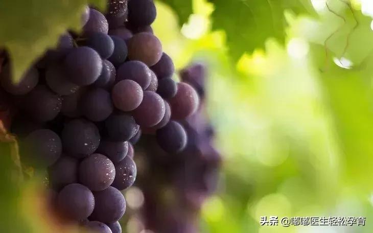 褪黑素和葡萄籽效果,葡萄籽褪黑素的功效和副作用