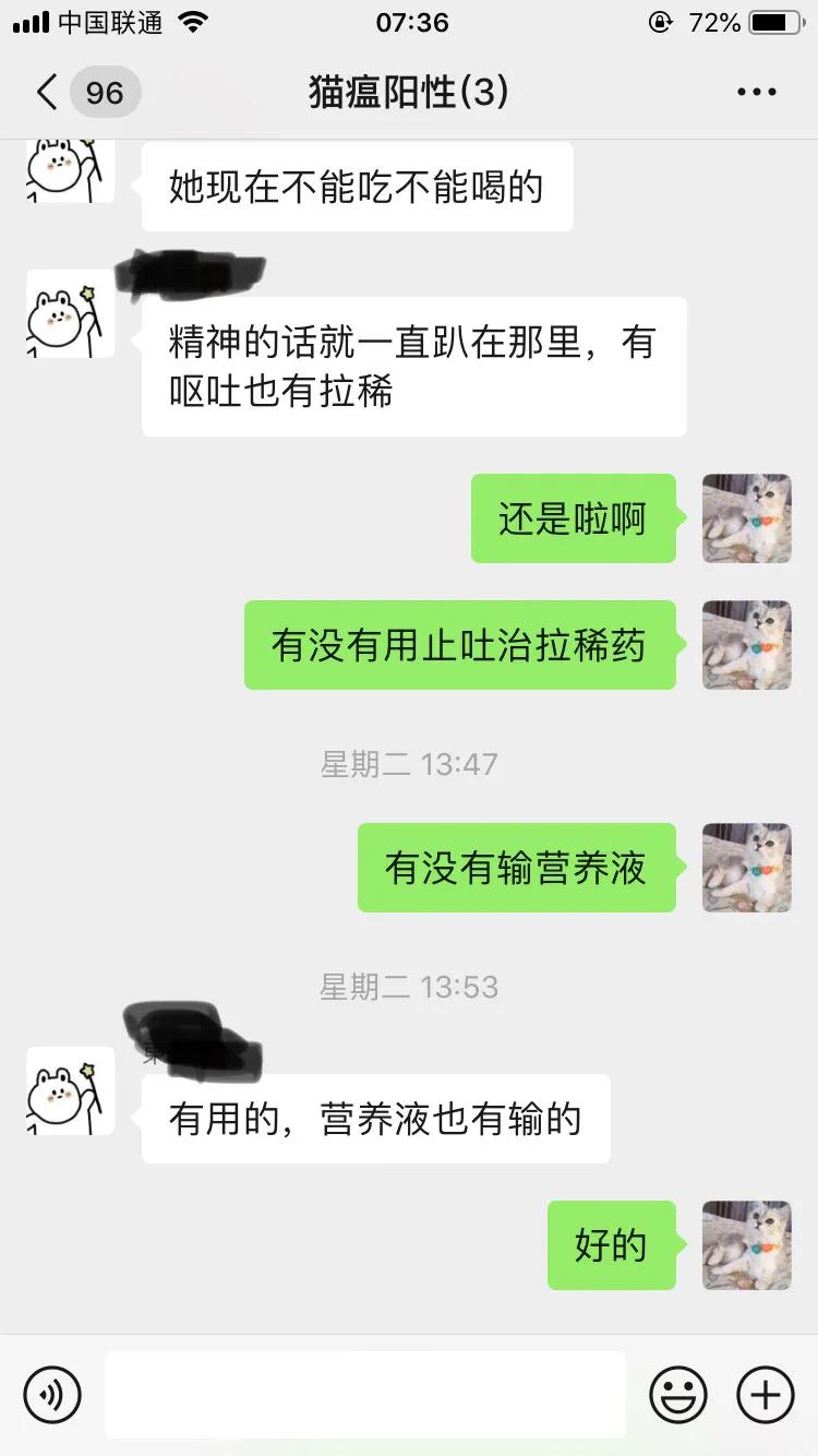 爆发猫瘟,猫瘟日常