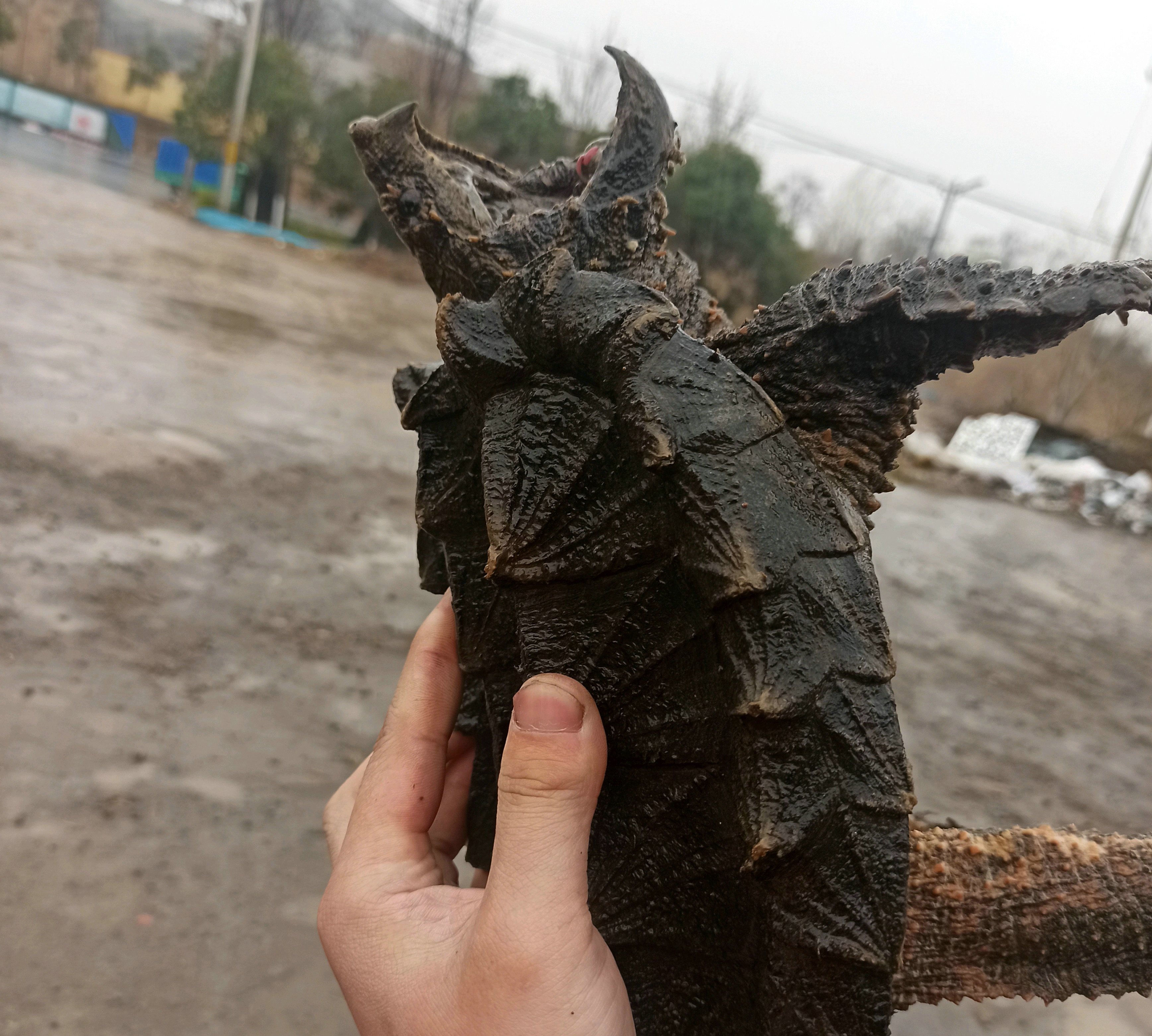 大水冲出乌龟,村中洪水意外发现巨龟