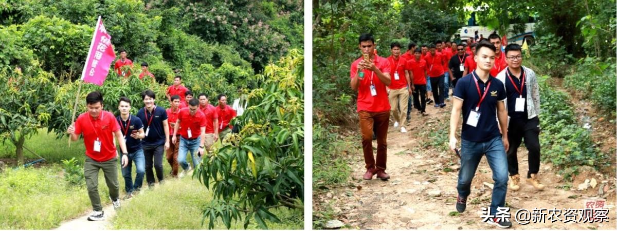 海南反季节芒果催花为何会催出芽,芒果催花后冒浆是花还是芽