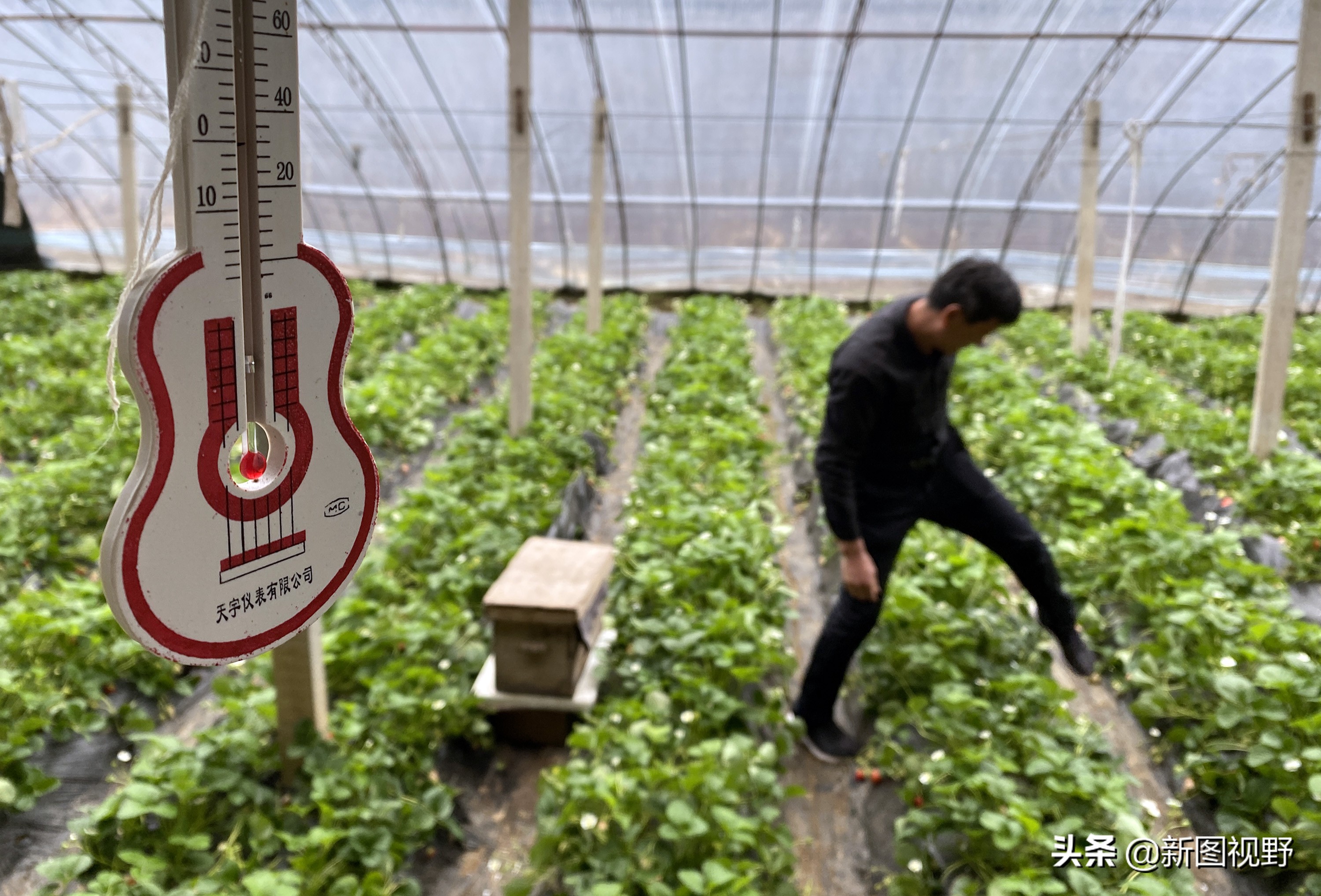 农村大哥吃火龙果,农村大哥种菜一年12万