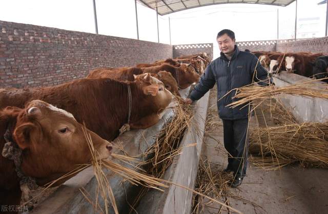 投资十万养牛羊哪个利润大,出售19头牛