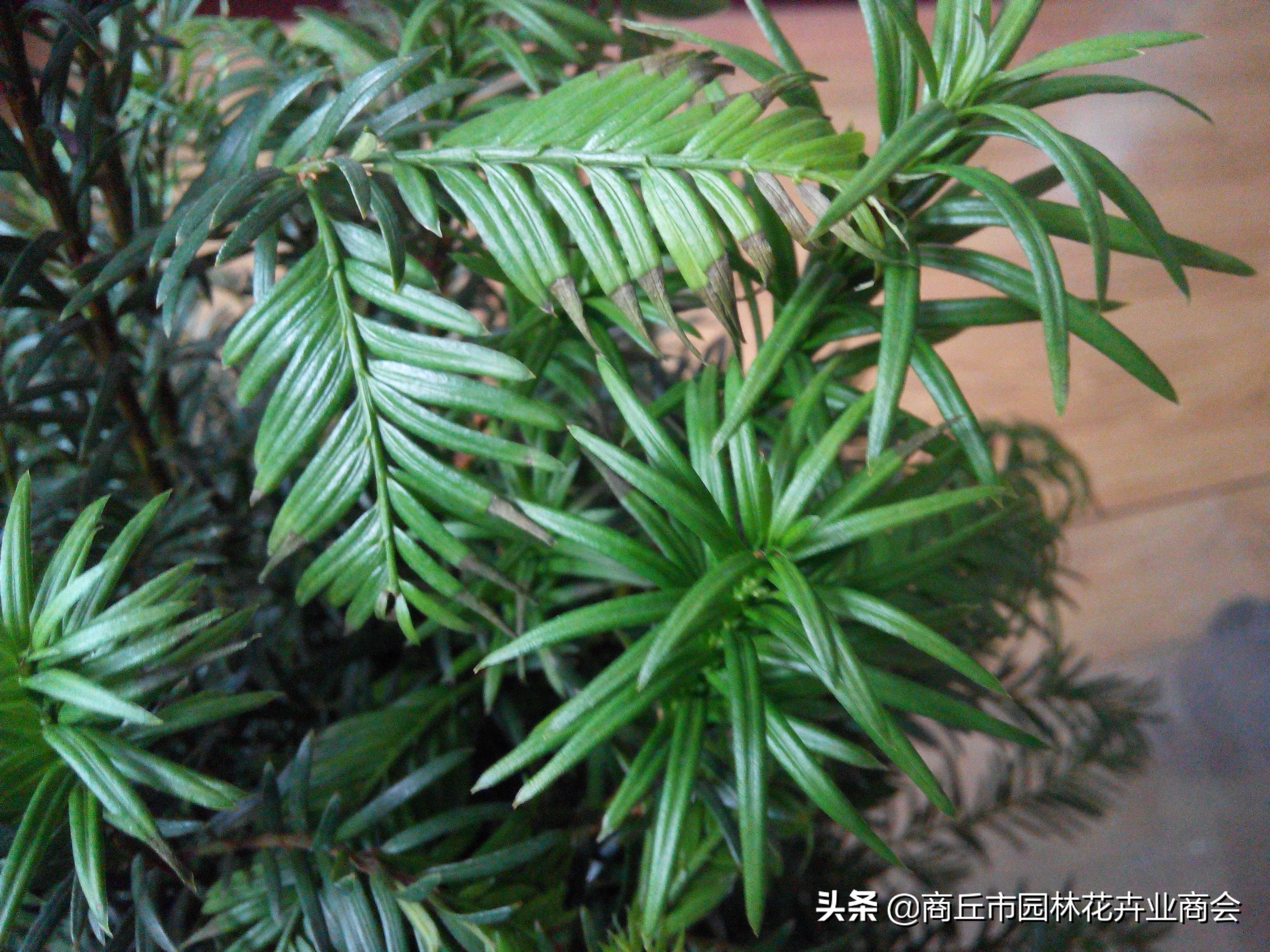 红豆杉叶子发黄是什么原因引起的,红豆杉叶子发黄了怎么回事