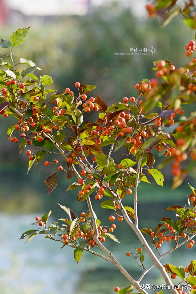 整个冬天都挂着的小红果，迷你山楂“冬果王”｜植物笔记