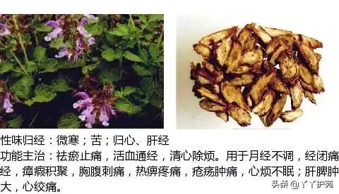 农村身边的中草药主治与功效,中草药全图谱与功效