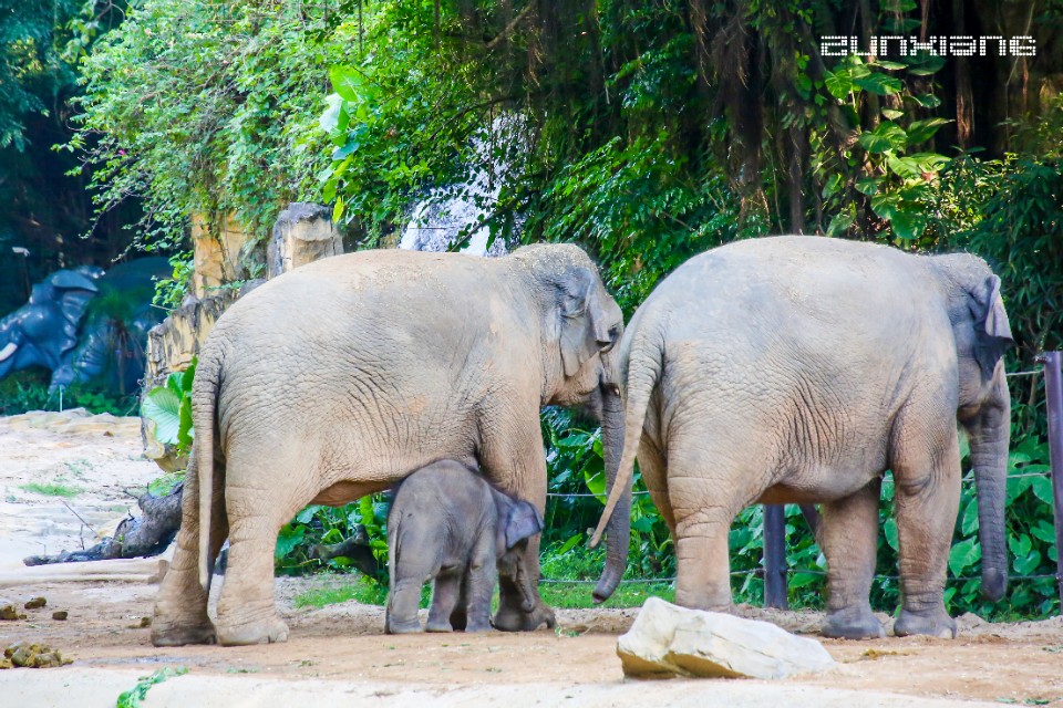 长隆野生动物园开车进去攻略,长隆野生动物园南门步行攻略
