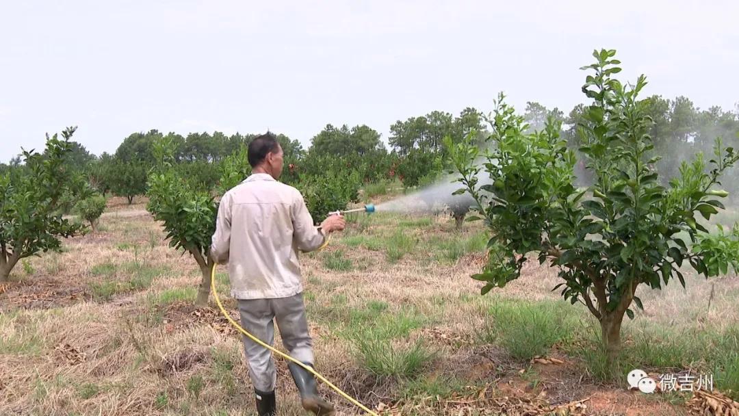 兴桥镇农业,兴桥镇农高区规划图