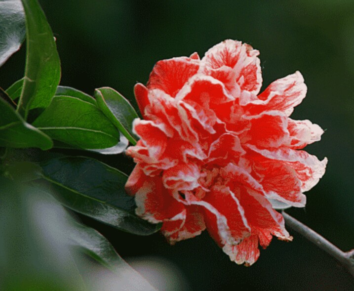 盆栽石榴树什么品种是甜的,石榴树带果实能用水培繁殖