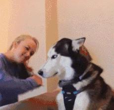 当狗狗吃醋时的表现,狗狗吃醋时会有什么表现