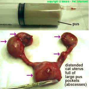 【母猫绝育】卵巢子宫切除术