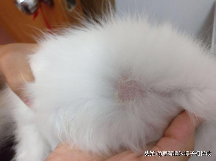 严重猫癣的症状及治疗方法,猫癣怎么治越来越严重了