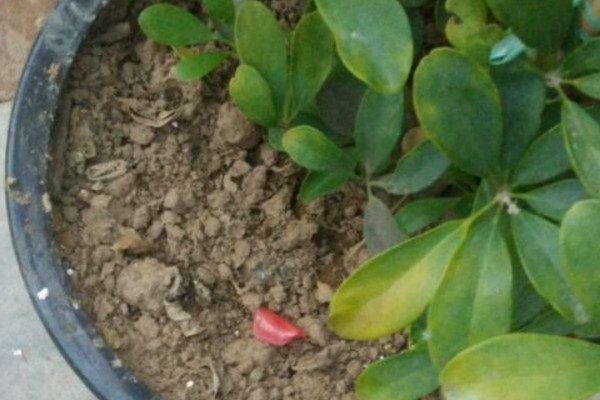 鸭掌木叶子发黄掉叶怎么回事,鹅掌木叶变黄掉叶怎么补救