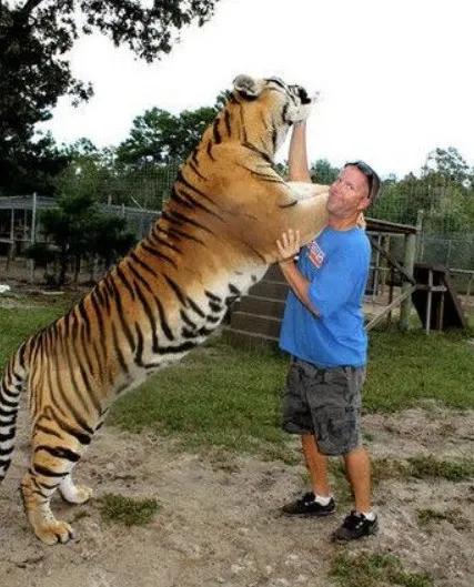 东北虎下山进村伤人老虎被鹅咬,东北虎下山进村伤人最后怎么样了