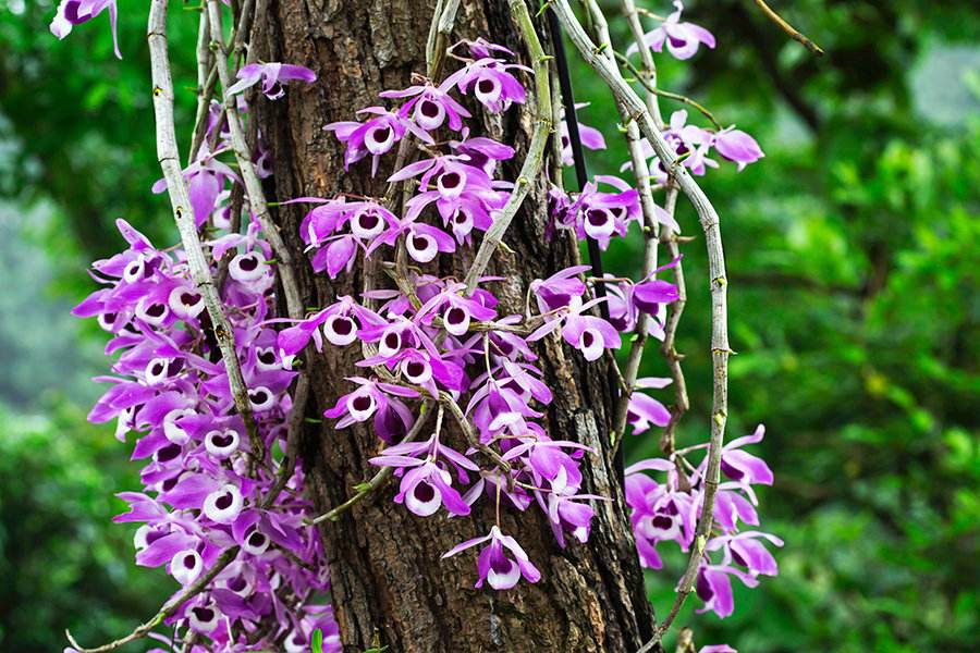 石斛兰的正确养护方法,石斛兰养护的小技巧