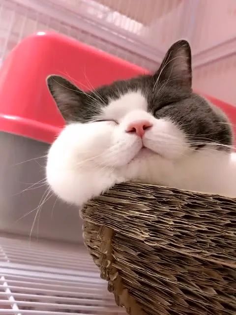 饲养猫狗对小孩肥胖有关系吗,肥胖猫狗选粮攻略