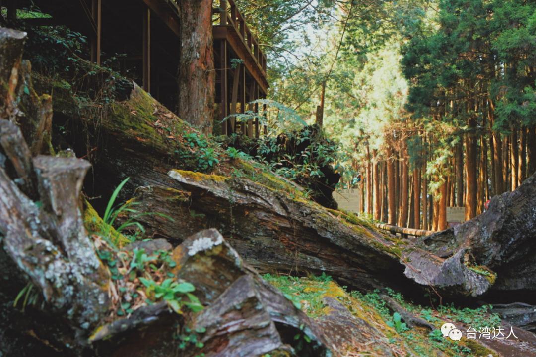 阿里山风景优美令人神往的好地方,阿里山有多美