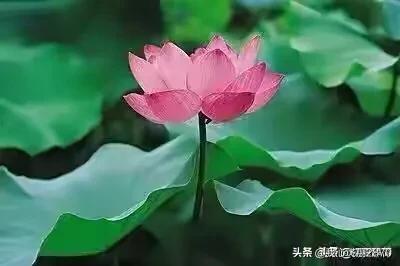 杨万里写荷花的诗小荷才露尖尖角,杨万里的荷花诗