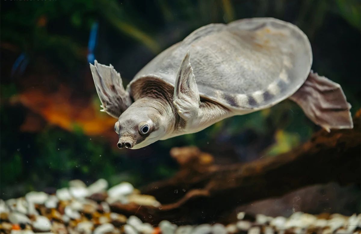 淡水河一霸！什么才算猪鼻龟的完美生活？