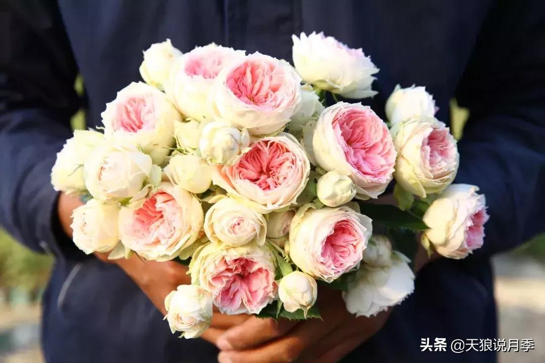 哪些月季品种抗病强,抗病性好月季有哪些