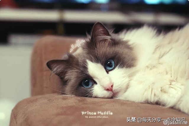 世界上最有名的12只猫咪,世界上十大最可爱的猫咪排名