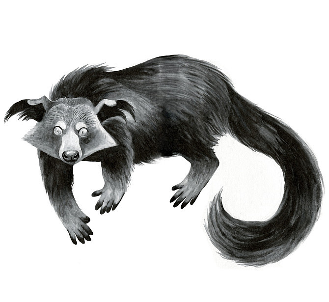 熊狸特征,熊狸厉害吗