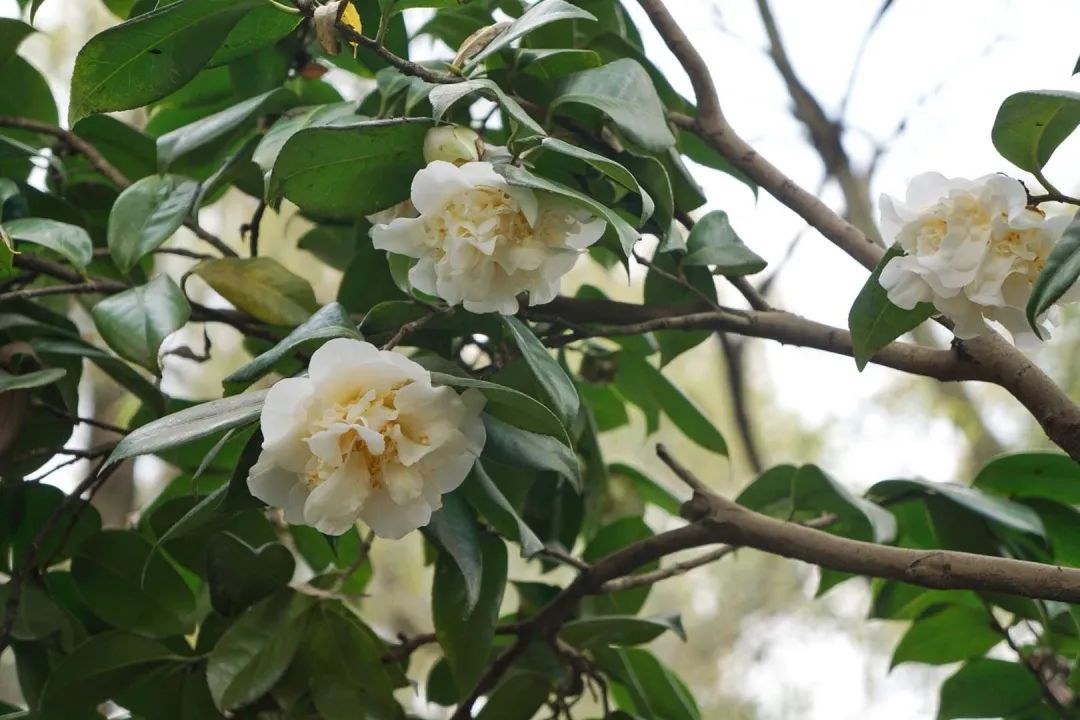 陆游春节的诗,陆游写的关于成都的诗