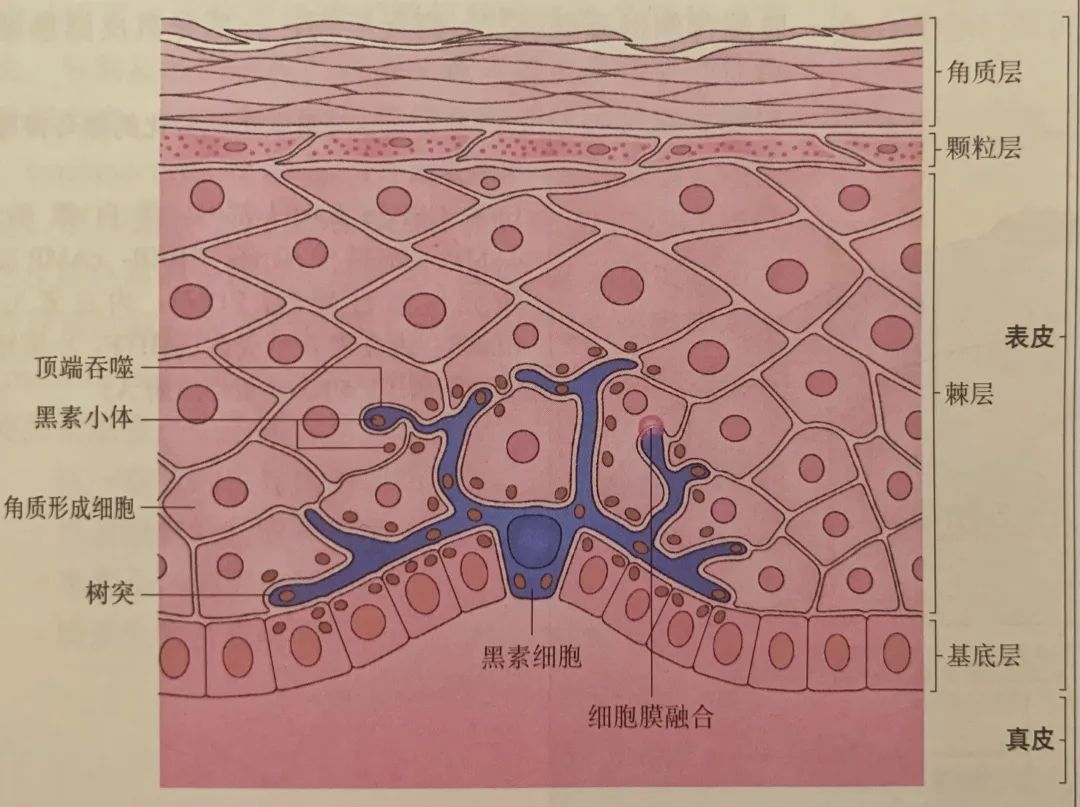【香爵生活】能让姑娘们变白的好办法有哪些?