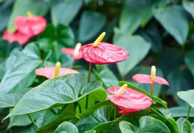 过年家里摆什么植物好,家里过年要摆几样水果