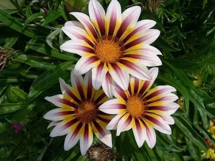 看到花的时候,不知是什么花?那就收下这份百花图谱