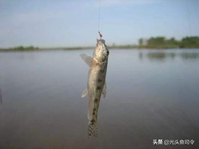 它是钓友们的“噩梦”,又是鱼类的“杀手”但是它又很低调