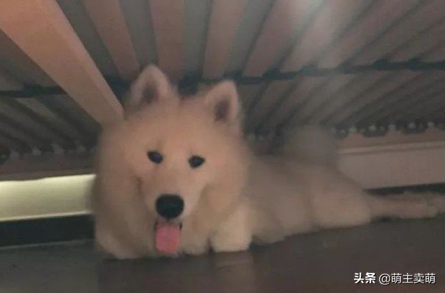 狗狗胆小怎么驯服,狗狗胆小怎么训练最有效