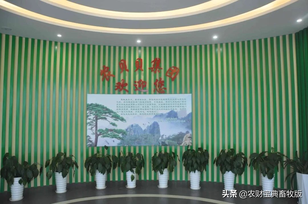 高端绿壳营养蛋,绿壳乌鸡蛋什么样