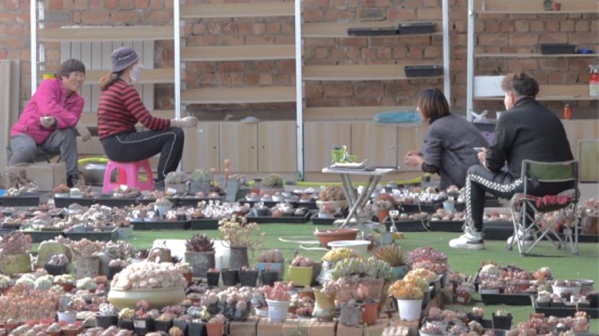 现实版《山海情》!宁夏宝妈淘宝创业种多肉带动6个本地妇女家门口就业