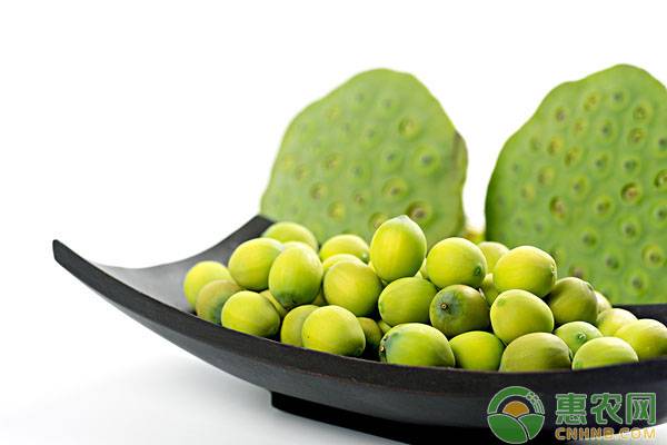 莲子怎么采摘,莲子怎么种植需要晒干么