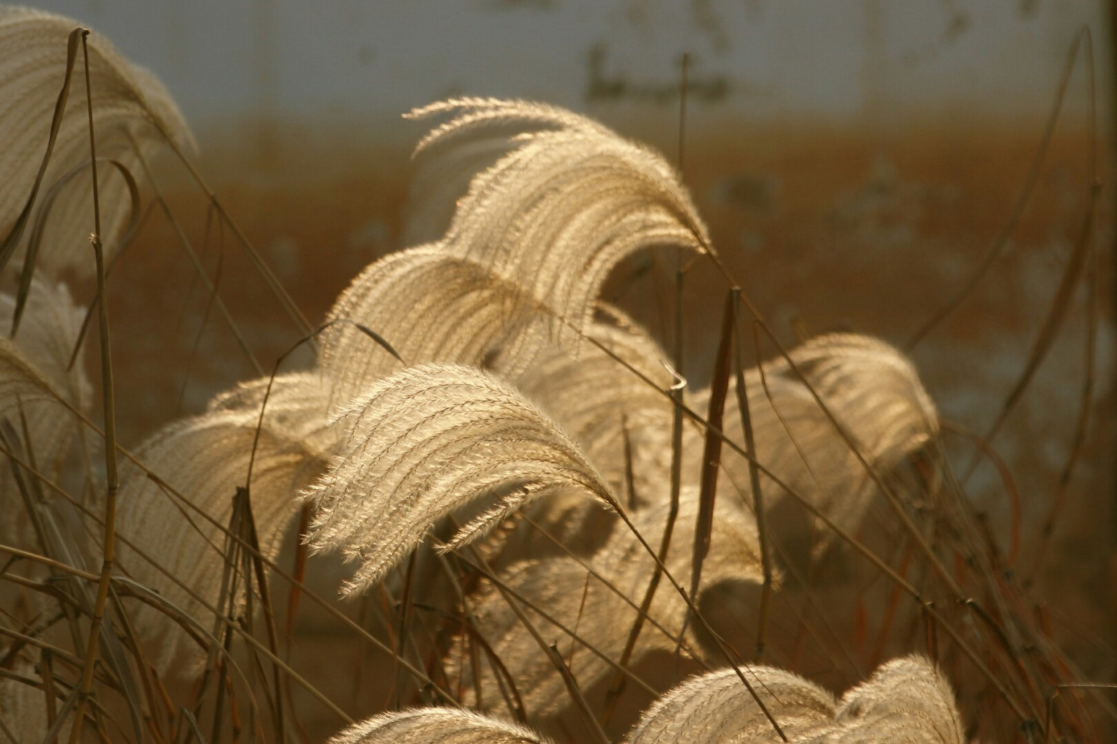 快来欣赏美丽的武汉江夏风景吧,武汉版马尔代夫免费景点