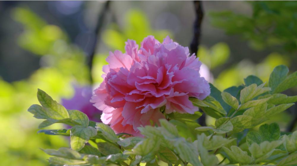 牡丹为什么称为雍容华贵,牡丹真正的国色天香