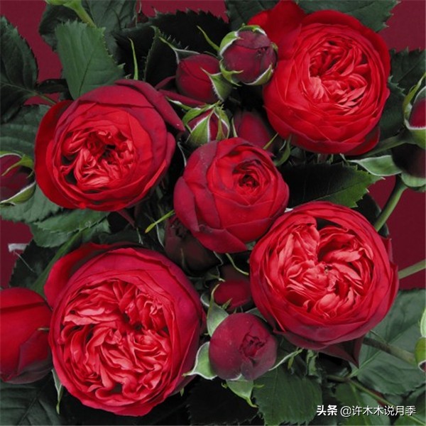 切花大全100种,鲜花大全50种花的花语