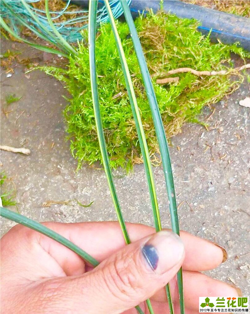 兰花边艺对照表,兰花边艺的种类