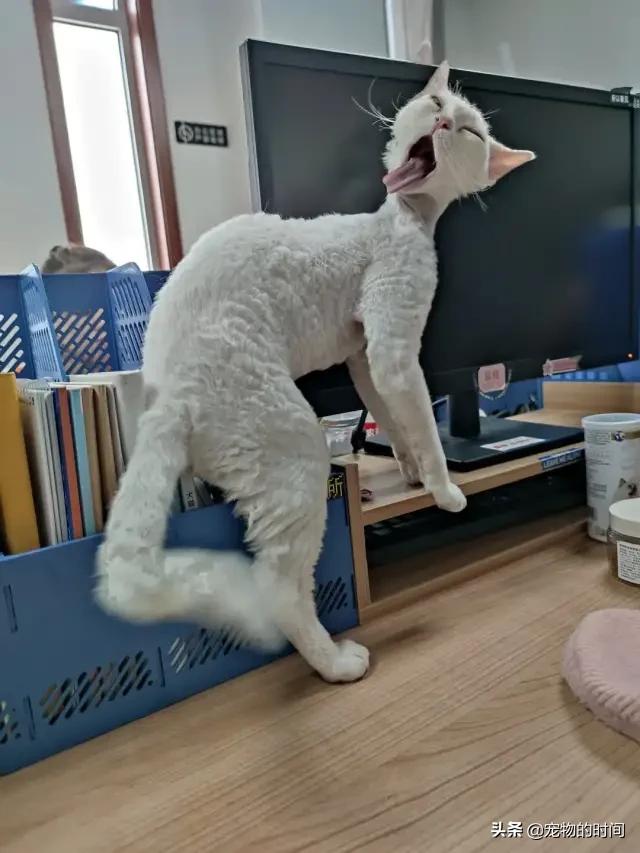 猫丢了有没有吸引猫的声音,猫丢了怎样把猫引出来